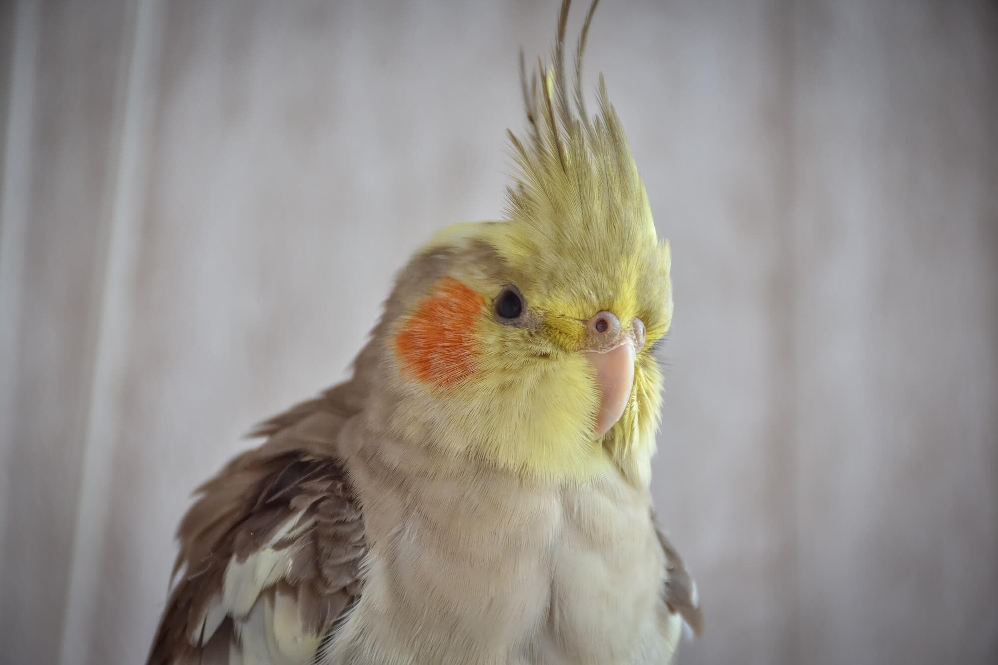 نحوه صحیح نگهداری از عروس هلندی (Cockatiel)